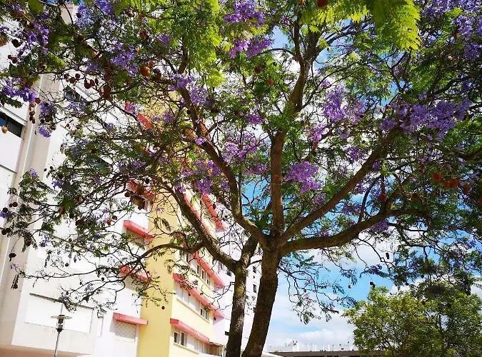 Jardim Dos Jacarandas